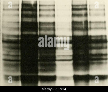 . Comparaison des protéines mitochondriales de divers cytoplasmes de maïs par électrophorèse sur gel. Le maïs, maïs, maïs hybrides, les mitochondries. -43- a b d e f. Veuillez noter que ces images sont extraites de la page numérisée des images qui peuvent avoir été retouchées numériquement pour plus de lisibilité - coloration et l'aspect de ces illustrations ne peut pas parfaitement ressembler à l'œuvre originale.. Thornbury, David Walter. Banque D'Images