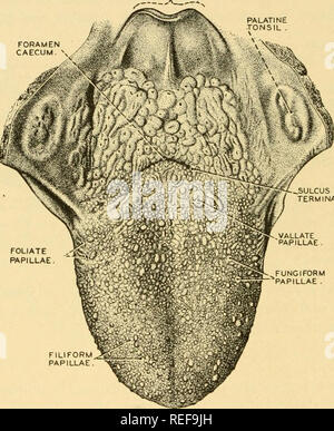 . L'anatomie comparée. Anatomie, comparatif. 304 anatomie comparative de leurs côtés ils portent de nombreuses papilles. Leur nombre varie de six à douze, et ils se produisent dans une ligne en forme de V, juste en face de l'sulcus terminalis. Les différentes formes de papilles sur la langue Les Papilles filiformes sont les plus nombreux. Chaque papille filiformes est couvert de protubérances filamenteuses. Foliée papilles sont de 3 à 8 plis parallèles de chaque côté de la langue. Comme les papilles vallate, la papille foliée ont les papilles. Les papilles fongiformes sont dispersés sur l'ensemble du dos de la langue, et Banque D'Images