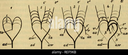 . L'anatomie comparée des animaux domestiques. Anatomie vétérinaire. Coeur D'UN FCETUS ÉQUINE.. L'oreillette droite et PUbXERIOR VKNA CAVaWaVE BEKN OUVERT POUR AFFICHER LE TROU DE BOTAL. 1, ventricule gauche, ventricule droit ; 2 ; 3, de l'intérieur de l'oreillette droite ; 4, 5 ; veine cave postérieure du foramen de Botal,.. PLAN DE L'AORTE ET SES ARCHES À UNE PÉRIODE précoce. 1 Tronc artériel, avec une paire d'arcs aortiques, et pointillés indiquant la position de la ' deuxième et troisième paires ; 2, les mêmes, avec quatre paires d'arcs aortiques, et des indications de la cinquième ; 3, les mêmes, avec les trois po Banque D'Images