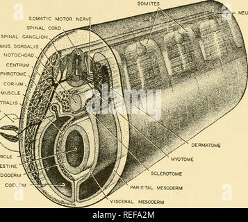 . L'anatomie comparée. Anatomie, comparatif. Le système musculaire 287 même dans les adultes des vertébrés inférieurs, devient largement perdu dans l'homme et les mammifères adultes comme le résultat d'un certain nombre de processus dont la fusion est la plus importante. Comme les myotomes croître en taille et d'épaisseur- ness à travers la multiplication des cellules, les septa du tissu conjonctif entre elles disparaissent. De cette manière se forment ces muscles allongés comme le spinalis et iliocostalis. Parmi les processus qui tend à occulter le métamérisme original est la dégénérescence des myotomes dans les tissus conjonctifs fasciae et aponeuroses qui peuvent b Banque D'Images