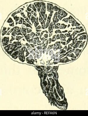 . La morphologie comparative et de la biologie des champignons, bactéries et mycetozoa. Champignons -- la morphologie ; bactéries -- la morphologie. . Veuillez noter que ces images sont extraites de la page numérisée des images qui peuvent avoir été retouchées numériquement pour plus de lisibilité - coloration et l'aspect de ces illustrations ne peut pas parfaitement ressembler à l'œuvre originale.. Bary, A. de (Anton), 1831-1888 ; Balfour, Isaac Bayley, 1853-1922. Oxford : Clarendon Press Banque D'Images