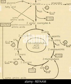 . La physiologie comparée de la respiration des vertébrés. Vertébrés -- la respiration ; la physiologie, l'anaérobie. comparative -^. lactique Fig. 38. Schéma pour montrer les principales caractéristiques de la répartition des denrées alimentaires (basé sur le glucose) au cours de la respiration aérobie. Les réactions où le CO2 est libéré sont indiqués. Réactions dans lesquelles la loi sur les substrats comme donneurs d'hydrogène à la cytochrome système sont également indiqués. Ce sont les endroits où l'oxygène moléculaire est utilisée et l'énergie capturée sous forme de phosphate riche en énergie (P)asATP. Veuillez noter que ces images sont extraites de la page numérisée des images qui peuvent avoir Banque D'Images