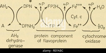 . La physiologie comparée de la respiration des vertébrés. Vertébrés -- la respiration ; la physiologie, comparatif. La respiration des VERTÉBRÉS 128 La présence des cytochromes dans les cellules de nombreux organismes a été démontré par spectroscopie, pour qu'ils ont des spectres d'absorption très caractéristique quand dans la forme réduite. L'oxydation du cytochrome réduit peut être facilement démontrée dans des suspensions de levures. Lorsque l'oxygène est par barbotage dans une telle suspension il n'y a pas de spectre d'absorption visible mais quand il s'est arrêté et de l'azote par barbotage dans le spectre de la cytochrome réduit immédiatement Banque D'Images