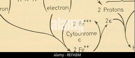 . La physiologie comparée de la respiration des vertébrés. Vertébrés -- la respiration ; la physiologie, comparatif. AH2 cytochrome oxydase déhydro- genase réduit le cytochrome ainsi produite a son fer ferreux dans l'état et il est oxydé à l'état ferrique par combinaison avec l'oxygène moléculaire, la dernière réaction est catalysée par un autre membre (a3) du système du cytochrome-oxydase cytochrome. Cette enzyme est la composante sensible au cyanure. Cyto- chrome donc fonctionne comme un transporteur d'électrons qui est en mesure de transmettre l'hydrogène à l'oxygène moléculaire et est ensuite remis dans le même con Banque D'Images