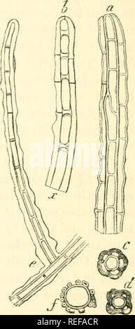 . La morphologie comparative et de la biologie des champignons, bactéries et mycetozoa. Champignons -- la morphologie ; bactéries -- la morphologie. Â n. Veuillez noter que ces images sont extraites de la page numérisée des images qui peuvent avoir été retouchées numériquement pour plus de lisibilité - coloration et l'aspect de ces illustrations ne peut pas parfaitement ressembler à l'œuvre originale.. Bary, A. de (Anton), 1831-1888 ; Balfour, Isaac Bayley, 1853-1922. Oxford : Clarendon Press Banque D'Images