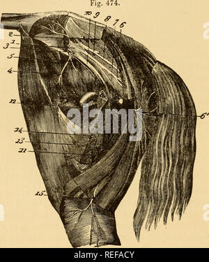 . L'anatomie comparée des animaux domestiques. Chevaux ; anatomie vétérinaire. 878 les nerfs. La deuxième l'ien-ve, situé sous le précédent, semble être détachée de la partie postérieure de la grande frontière nerf sciatique. Il est placé sur la surface externe du nerf sciatique, le ligament est dirigées vers l'arrière en passant en dessous de la partie croupal du rectus femoris et muscle vastus externus et, passe par ces muscles au-dessus de la tubérosité ischiatiques, descendant en dessous de la partie sacrée du semitendinosus, bientôt quitter sa voie profonde et de devenir superficiels. Il s'échappe de bet Banque D'Images