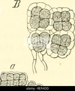 . La morphologie comparative et de la biologie des champignons, bactéries et mycetozoa. Champignons -- la morphologie ; bactéries -- la morphologie. Â n. Veuillez noter que ces images sont extraites de la page numérisée des images qui peuvent avoir été retouchées numériquement pour plus de lisibilité - coloration et l'aspect de ces illustrations ne peut pas parfaitement ressembler à l'œuvre originale.. Bary, A. de (Anton), 1831-1888 ; Balfour, Isaac Bayley, 1853-1922. Oxford : Clarendon Press Banque D'Images