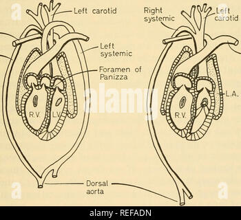 . La physiologie comparée de la respiration des vertébrés. Vertébrés -- la respiration ; la physiologie, comparatif. Le coeur et le système circulatoire 115 pompe le sang dans le ventricule droit qui communique à la fois avec la gauche et pulmonaire arches systémique. Une caractéristique qui est particulier au coeur de crocodile est retrouvé peu après les deux arches systémiques ont été soulevées par les deux ventricules. Dans cette région, il existe un smsdl ofPanizza foramen. Les différences entre les divers reptiles existants ne sont pas sur- regards indiscrets lorsqu'il n'est de rappeler qu'ils sont issus de stocks qui ont été séparés pendant une très longue Banque D'Images