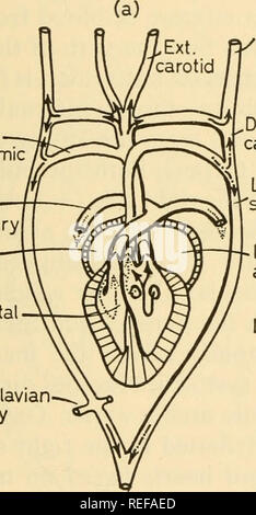 . La physiologie comparée de la respiration des vertébrés. Vertébrés -- la respiration ; la physiologie, comparatif. Le coeur et le système circulatoire 113 montre la complexité de ces coeurs, pour les auricules ouvrir dans une seule chambre ventriculaire gauche qui correspond à la ven- tricle mais est en position dorsale. Le septum principale est presque hori- zontal et incomplète en avant. La grande chambre dorsale s'étend en arrière et c'est en ce que les deux oreillettes et ouverte à partir de laquelle surviennent les deux arches systémique. La chambre communique avec la dorsale ventrale plus petite chambre (cavum ventrale) via le Banque D'Images