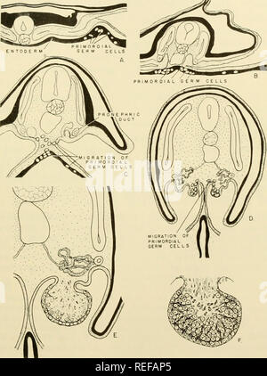 . L'embryologie comparative des vertébrés ; avec 2057 dessins et photos. regroupés en 380 illus. Vertébrés -- l'Embryologie embryologie Comparative ;. L'ORIGINE DES CELLULES GERMINALES matin 115 matériaux, n'est pas tenable à des fins expérimentales et preuve cytologique sug- invités que toutes les cellules du corps contiennent le même matériel chromosomique. Toutefois, il faut souligner que Weismann a été l'un des premiers à suggérer que le chromosome de complexes le noyau sert de référentiel pour l'ensemble des caractères héréditaires de l'espèce. Cette suggestion par rapport au rôle du noyau s'est révélée être l'un des Banque D'Images