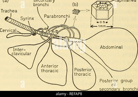 . La physiologie comparée de la respiration des vertébrés. Vertébrés -- la respiration ; la physiologie, comparatif. La RESPIRATION DE VERTÉBRÉS 52 mesobronchus bien qu'ils sont fréquemment appelés ventro- bronches. Ce groupe de quatre bronches secondaires antérieur sont parmi les plus grands tubes du système respiratoire de l'expansion rapide de l'mesobronchus plus étroit sur les origines. La troisième d'entre eux communique à la fois avec la face antérieure du thorax et inter- sacs de la clavicule alors que le premier envoie une branche vers l'avant pour le sac aérien du col. Le groupe des bronches secondaires postérieure (seize) surgissent d'dorsalement et Banque D'Images