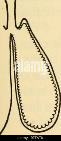 . La physiologie comparée de la respiration des vertébrés. Vertébrés -- la respiration ; la physiologie, comparatif. (D). Veuillez noter que ces images sont extraites de la page numérisée des images qui peuvent avoir été retouchées numériquement pour plus de lisibilité - coloration et l'aspect de ces illustrations ne peut pas parfaitement ressembler à l'œuvre originale.. Hughes, G. M. (George Morgan). Cambridge, Mass., Harvard University Press Banque D'Images