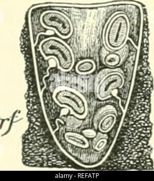 . La morphologie comparative et de la biologie des champignons, bactéries et mycetozoa. Champignons -- la morphologie ; bactéries -- la morphologie. . Veuillez noter que ces images sont extraites de la page numérisée des images qui peuvent avoir été retouchées numériquement pour plus de lisibilité - coloration et l'aspect de ces illustrations ne peut pas parfaitement ressembler à l'œuvre originale.. Bary, A. de (Anton), 1831-1888 ; Balfour, Isaac Bayley, 1853-1922. Oxford : Clarendon Press Banque D'Images