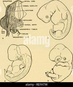 . L'anatomie comparée. Anatomie, comparatif. 252 anatomie comparative fémur au pied. Deux condyles aplati d'articuler avec le fémur. Le ligament de la patella est attaché à la surface ventrale de l'extrémité supérieure du tibia. L'arbre du tibia est triangulaire ayant une forte crest à partir de laquelle le muscle jambier antérieur a son origine. L'extrémité inférieure du tibia est plus petite que la partie supérieure. L'articulation. Fig. 209.-étapes de l'élaboration des extrémités chez les mammifères. (Redessiné après Bardeen, Lewis et Corning.) A est une section transversale d'un embryon de singe montrant un ar Banque D'Images