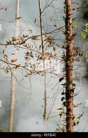Feu de prairie de fumée. De l'herbe sèche brûlante entre les buissons de la destruction des forêts Banque D'Images