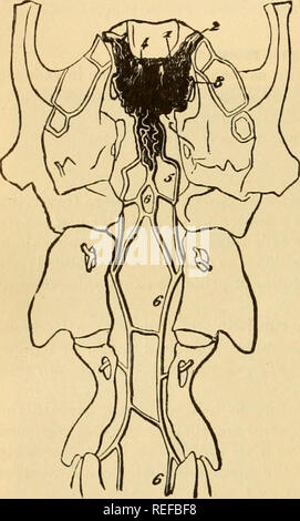 . L'anatomie comparée des animaux domestiques. Chevaux ; anatomie vétérinaire. 680 les artères. Fig. 38.^ ; artère maxillaire externe, qui tourne autour du bord inférieur du maxillaire, ia société avec ses chaînes d'idées, et se termine sur le front, comme dans le cheval, après avoir fourni les artères coronaires. 2. La chirurgie maxillo-artère musculaire est distribué aux deux masséters-à l'externe), ainsi que l'interne. 3. Le traiwverge artère de la face ne forme pas comme^ les artères coronaires, ceux-ci viennent de la maxillaire externe ; il est tout à fait dans le muscle masséter. 4. E Banque D'Images
