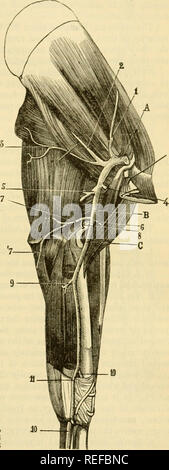 . L'anatomie comparée des animaux domestiques. Chevaux ; anatomie vétérinaire. L'artère humérale ou artères axillaires. 651 Magnum et niediuiii, et superficielle des muscles pectoraux. Ceux qui arrivent dans la dernière traverse muscle il seulement à devenir alternativement sous-cutanée ; l'un d'eux accompagne la principale veine superficielle de l'avant-bras, et envoie en ramuscules du coude du coude. Ui leur distribution régulière, ces 376.- ^'S artères différentes variétés d'origine de nombreux présents, parmi lesquels il est difficile de distinguer les plus con- stant la disposition. Le dernier navire et Banque D'Images