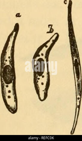 . L'anatomie comparée des animaux domestiques. Chevaux ; anatomie vétérinaire. 604 LE ABTEBIES. Ces récipients ouverts lorsqu'ils sont vidés de sang. Les anciens croyaient que cela était leur état normal, et qu'ils étaient remplis d'air au cours de la vie. C'était une grave erreur, car ils ne contiennent rien que du sang. L'écart des artères doivent être attribués uniquement aux propriétés physiques des tissus composent leurs murs. Ces murs représentent les trois tuniques-une, interne et externe, du milieu. La tunique interne {tunica intima) est continue avec l'endocarde du cœur gauche o Banque D'Images