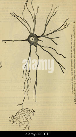 . L'anatomie comparée des animaux domestiques. Anatomie vétérinaire. 760 L'AXE CENTRAL DE L'NEBVOUH SYSTÈME.. Veuillez noter que ces images sont extraites de la page numérisée des images qui peuvent avoir été retouchées numériquement pour plus de lisibilité - coloration et l'aspect de ces illustrations ne peut pas parfaitement ressembler à l'œuvre originale.. Chauveau, A. (Auguste), 1827-1917 ; Arloing, S. (Saturnin), 1846-1911 ; Fleming, George, 1833-1901. New York, D. Appleton Banque D'Images