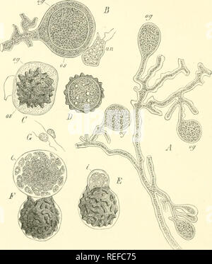 . La morphologie comparative et de la biologie des champignons, bactéries et mycetozoa. Champignons -- la morphologie ; bactéries -- la morphologie. './' ÂCOURSE DIVISION II.DE DÉVELOPPEMENT DE CHAMPIGNONS. Les phénomènes ci-dessus fermer le cycle de développement et dans certaines espèces, le cours du développement est en fait limitée à eux ; de nombreuses observations au moins n'ont pas réussi à détecter quoi que ce soit, par exemple dans le Pythium vexans et Artotrogus. Nous pouvons donc conclure que la je points essentielles dans l'histoire de vie de l'ensemble du groupe sont limitées à ces phénomènes. Mais dans la plupart des espèces, il y a cette différence, que le cours de t Banque D'Images