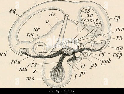 . L'anatomie comparée des vertébrés. L'anatomie, les vertébrés ; comparatifs. Organe auditif 297 laginous capsules de cyclostomes, ceux des gnathostomes en général est devenu progressivement de plus en plus aspiré dans le crâne dans le cours du développement, et sur la réduction partielle de leur cartilage, certains des os crâniens ayant essentiellement aucun rapport avec eux ne peut prendre part à enfermer le labyrinthe (de nombreux téléostéens1). L'organe de l'ouïe Dipnoi plus près ressemble à celle d'élasmobranches, et plus particulièrement de Chima ?ra. Dans le conduit endolymphatique Protopterus gonflée de chaque côté donne Banque D'Images