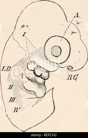 . L'anatomie comparée des vertébrés. L'anatomie, les vertébrés ; comparatifs. 290 anatomie comparative correspondent à vrai glandes sebaceous développé en lien avec sèche-rudiments, les poils de disparaître mais les glandes restant. Ils voulaient dans certains mammifères (p. ex. Monotrèmes, Armadillo, Manis, Dauphin, Phoque, éléphant, chameau). Modification de certaines glandes de sueur- connu comme les glandes de Moll sont également présents dans les paupières de mammifères, d'ouverture sur le bord des paupières près des cils.1 L'organe auditif. Certaines relations de la organes des sens tégumentaire de poissons et amphibiens peuvent être trac Banque D'Images