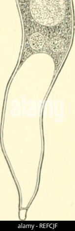 . La morphologie comparative et de la biologie des champignons, bactéries et mycetozoa. Champignons -- la morphologie ; bactéries -- la morphologie. f. Veuillez noter que ces images sont extraites de la page numérisée des images qui peuvent avoir été retouchées numériquement pour plus de lisibilité - coloration et l'aspect de ces illustrations ne peut pas parfaitement ressembler à l'œuvre originale.. Bary, A. de (Anton), 1831-1888 ; Balfour, Isaac Bayley, 1853-1922. Oxford : Clarendon Press Banque D'Images