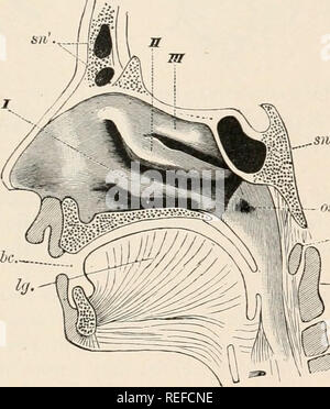 . L'anatomie comparée des vertébrés. L'anatomie, les vertébrés ; comparatifs. OK. Fm. 196..-VUE LATÉRALE DE LA CHAMBRE AU SEIN DE L'embryon humain. Maxillaire inférieur (7), //, milieu, et ///, turbinal supérieure ; CR, de la base du crâne ; n, le bout du nez ; boeuf, ouverture d'Eustache ; pi, palais dur ; t, super- numerary ridge (ectoturbinal) qui se produit dans l'embryon. Les mammifères.-correspondent aux plus marqué le développement de la partie faciale du crâne, la cavité nasale de mammifères est propor- tionately beaucoup plus importante que dans les formes décrites ci-dessus, et que par conséquent, il y a beaucoup plus de place pour l'ex- Banque D'Images