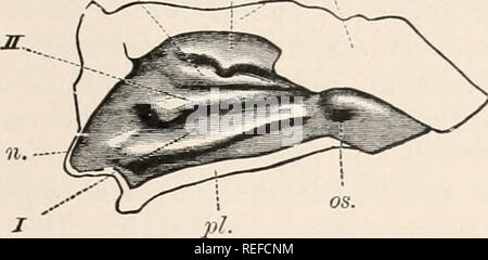 . L'anatomie comparée des vertébrés. L'anatomie, les vertébrés ; comparatifs. Organe olfactif 267 ce qu'on appelle la glande nasale externe d'oiseaux est situé sur l'os frontal ou nasales, le long de la marge supérieure de l'orbite. Il est fourni par la première et deuxième branches du tri- géminales f, et correspond à la glande nasale latérale de lézards. nr cr.. OK. Fm. 196..-VUE LATÉRALE DE LA CHAMBRE AU SEIN DE L'embryon humain. Maxillaire inférieur (7), //, milieu, et ///, turbinal supérieure ; CR, de la base du crâne ; n, le bout du nez ; boeuf, ouverture d'Eustache ; pi, palais dur ; t, super- numerary ridge (ectoturbi Banque D'Images