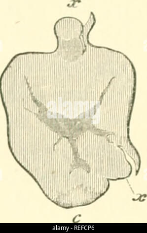 . La morphologie comparative et de la biologie des champignons, bactéries et mycetozoa. Champignons -- la morphologie ; bactéries -- la morphologie. . Veuillez noter que ces images sont extraites de la page numérisée des images qui peuvent avoir été retouchées numériquement pour plus de lisibilité - coloration et l'aspect de ces illustrations ne peut pas parfaitement ressembler à l'œuvre originale.. Bary, A. de (Anton), 1831-1888 ; Balfour, Isaac Bayley, 1853-1922. Oxford : Clarendon Press Banque D'Images