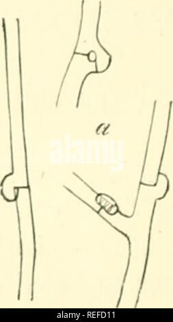 . La morphologie comparative et de la biologie des champignons, bactéries et mycetozoa. Champignons -- la morphologie ; bactéries -- la morphologie. FIG. i. Gonidia en germination de Nectria (Spicaria) Solani, Reinke ; un développement dans un hyphe, isolés du reste des hyphes aient fusionné. Magn. 390 fois. Fig. 2. Relations sérieuses in la pince de ma- centrifugns Hypochnus celium de. Tul. M ign. J90 fois. manière suivante :-la paroi latérale ou l'extrémité d'une branche ou d'un segment- cellule de la branche se place sur une autre branche ou de cellules, et que les membranes des deux disparaître au point de contact, ainsi que les cavités et Banque D'Images