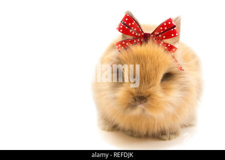 Petit lapin à l'arc rouge isolé sur fond blanc Banque D'Images