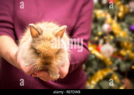 Woman holding petit lapin. Arbre de Noël dans l'arrière-plan. Banque D'Images