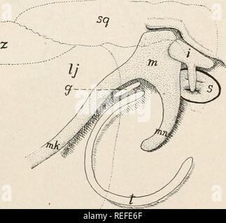 . L'anatomie comparée des vertébrés. L'anatomie, les vertébrés ; Comparatif -- Anatomie. 74 La morphologie comparée des vertébrés. stapes (fig. 82). Chez les anoures il n'y a pas de connexion de quadrangulaire avec étrier, mais il y a une tige mince, la columelle, s'étendant de la membrane du tympan à l'étrier. Cela découle de la columelle derrière la cavité tympanique mais avec la croissance n'est qu'il comprend, de sorte qu'en l'adulte qu'il apparaît pour exécuter directement par elle. Dans les sauropsida les relations ne sont plus qu'en l'anoures, mais quand l'ossification s'installe, la columelle peut former plusieurs éléments. Dans le développement la colum Banque D'Images