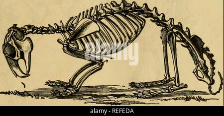 . L'anatomie comparée des animaux domestiques. Anatomie vétérinaire. Squelette DU COCHON. J'ai la colonne vertébrale, il y a des arcs osseux détachés qui ont reçu le nom de côtes, et qui reste, directement ou indirectement, par leurs extrémités inférieures, sur un seul os appelé le sternum. Ces arcs osseux de cette façon de circonscrire le thorax- une cavité spacieux destinés à la réception des principaux organes de la respiration et la circulation. 2. Les membres, au nombre de quatre-deux deux antérieur et postérieur-sont les ap- Fig. 4.. Squelette DU LAPIN. pendages qui prennent en charge le coffre de la branche de Mamm Banque D'Images