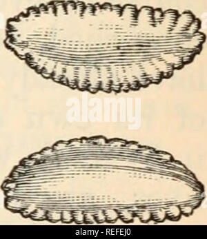 . L'anatomie comparée et de la physiologie. Chap, xii.] de l'oreille "AMMALS. 471 a continué dans un tube qui entre en relation avec la cavité cérébrale sous-arachnoïdienne. Huit régions sensorielles différentes sont maintenant à distinguer ; la région cochléaire lias un débutant ou excroissance lagena, et l'intérieur est un espace qui est recouvert par une fine membrane, la membrane basilaris. Dans l'Reptilia nous observer plusieurs étapes de l'excroissance de la cochlée, et ce sont les plus marqués dans les crocodiles, qui, dans ce personnage, comme dans tant d'autres, rester plus proche de l'oiseaux. Dans ces derniers le lagena est assez Banque D'Images