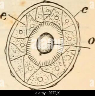 . L'anatomie comparée et de la physiologie. Chap. XII.] OREILLE DE CHORDÉS. 463. qui protège le cerveau et, en tant que telle partie du cartilage constitue un investissement spécial pour l'oreille, nous avons dans ces seuls, parmi les invertébrés, que distinction entre la partie extérieure ou cartilagineux, et l'intérieure ou de l'oreille capsule membraneuse à laquelle nous sommes habitués dans les oreilles de vertébrés ; dans des céphalopodes, comme dans les crustacés et les vertébrés, une crête acoustique ou de la crête se forme sur laquelle sont fixés les cellules auditives, et dans certains d'entre eux, comme dans certains des vertébrés inférieurs, il semble que l'oreille soit en permanence en sac Banque D'Images