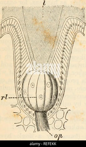 . L'anatomie comparée et de la physiologie. Chap. XII.] ORGANES OPTIQUES. 449 se trouvent dans des plans différents il s'ensuit que la lumière passe à l'accouplement de très divers points. Parmi les arthropodes les cas les plus simples sont vus dans les larves de divers insectes (Fig. 191, A) ; ,f. Veuillez noter que ces images sont extraites de la page numérisée des images qui peuvent avoir été retouchées numériquement pour plus de lisibilité - coloration et l'aspect de ces illustrations ne peut pas parfaitement ressembler à l'œuvre originale.. Bell, F. J. (Francis Jeffrey), 1855-1924. Londres, Cassell Banque D'Images