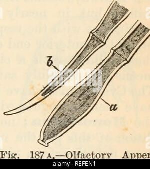 . L'anatomie comparée et de la physiologie. Chap. XII.] organes olfactifs. 439 qui peut être définitivement affirmé d'avoir une fonction olfactive. En plus des crustacés nous trouver organes dans les antennules qui, à l'écrevisse, sont donc dis- posées ; la direction générale de l'extérieur (exopodite) a fixé au plus grand nombre de ses articulations plus distales de touffes de soies délicates court, aplati ou papilliform à leurs extrémités libres ; ces soies ont contenu granulaire, et sont fournis par de fines fibres nerveuses. Dans l'Insecta, où il n'y a qu'une paire d'antennes, l'organe olfactif est, à en juger par les comptes de B Banque D'Images