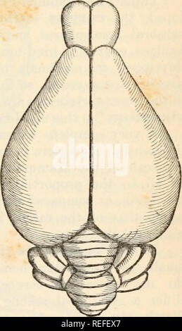 . L'anatomie comparée et de la physiologie. Chap. XII.] CERVEAU DE MAMMIFÈRES. 425 soi-disant "arbor vitse" du cerveau humain, il est marqué à l'extérieur par des fissures transversales assez profondes. La surface externe des hémisphères cérébraux est lisse, mais le striata sont très bien de- développé. Le plus important et instructif des changements sont à voir dans le cerveau de l'Mammalia ; celles-ci dépendent principalement sur le grand développement de la com- missures, qui relient les deux hémisphères du cerveau avec l'autre, et sur la graduellement dans creasingsizeof »-/ les hémisphères cérébraux qui se termine en o Banque D'Images