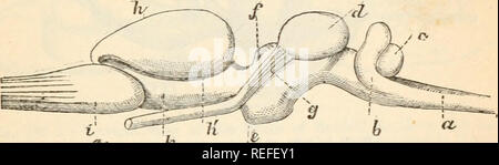 . L'anatomie comparée et de la physiologie. , Chap xii.j'ai le cerveau des poissons et amphibiens. 421 wal] entre les deux parties de l'avant-cerveau s'amincit, et une fissure cérébrale primitive ; ' '' n'est apparente. Cet état de choses est retenu par quelques Ganoids tout au long de la vie (Polypterus ; fig. 180) ; ces poissons possèdent également le caractère plus primitives d'un grand thalamencephalon. Dans le Teleostei le cerveau est compressé, les hémisphères cérébraux sont presque complètement solide, et le cervelet est habituellement, mais pas toujours, de com- paratively grand format ; il est souvent prolongée dans la cavité de la Banque D'Images