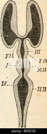 . L'anatomie comparée et de la physiologie. Chap. XII.] CERVEAU DE VERTÉBRÉS. CH--4 -HB un étranglement du cordon qui le suit. Et à partir de laquelle trois paires de nerfs ont été observés à survenir. Dans ce cordon, comme dans celle de la vertébrés, nous constatons que les fibres nerveuses se trouvent à l'extérieur de la piste- lionic cellules, d'un arrangement avec les éléments histologiques qui est exactement le rev-erse de ce qu'obtient dans "invertébrés." Avec la perte de la queue, le cordon nerveux, qui se trouve dans la larve queue dans la même position que dans l'adulte Appendicularia, cv- subit une atrophie, et le f Banque D'Images