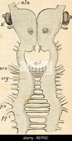 . L'anatomie comparée et de la physiologie., chap xii.] NER vo us Svs de TEM PAR UNE IP rus. 401 Les cordons nerveux ventraux sont largement séparées l'une de l'autre, mais sont reliées par un grand nombre de commissures (CO1), qui sont au nombre de neuf à dix pour chaque segment du corps. Depuis l'extérieur des frontières de ces cordons de fibres nerveuses sont émis à toutes les parties du corps, l'ensemble de ce qui est par conséquent sur- ner par les arrondis- vous ; système et nous avons ici, par conséquent, ce qui est essentiellement un arrangement plexiforme- ment, mais ce dernier n'a, pour ainsi dire, devenir l'objet d'une réglementation. Une autre est de Banque D'Images