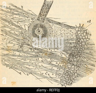 . L'anatomie comparée et de la physiologie. Chap, xii.] SYSTÈME NERVEUX DE NEMERTINES. Dans Cerebratulus 399 et Langia (B, c) ils couché au milieu des tissus musculaires ; tandis qu'en Amphiporus Drepanophorus et elles sont internes pour elle, puisqu'ils sont dans le plus grand nombre d'invertébrés Métazoaires.. Fig. 171. La surface extérieure d'une plaque de l'essai décalcifiées de Brissopsis lyrifera, à partir de la majeure partie du tissu conjonctif tbe (ct) a été déposé, pour montrer les cours de la fibre nerveuse périphérique-, et leurs cellules ganglionnaires. Très agrandie. (Après Loven.) Carinella est, par ailleurs, remarquable pour t Banque D'Images