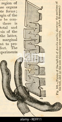 . L'anatomie comparée et de la physiologie. Chap. XII.] MEDUS/E. 397 expériences sur Medusae montrent que le siège de l'activité spontanée est nonfiapd au Craspedote belLin, le Moi- dusse, et à la région de la organes des sens marginal dans le Acraspedote ; si les formes de la marge extrême de l'ancienne cloche être com- plètement supprimée, il est immédiatement une paralysie totale et permanente de l'organe entier ; dans ce dernier, l'enlèvement de l'organes marginaux est suffisante pour produire un effet similaire. Les résultats de ces expériences sont, ensuite, en toute conformé- ment à la réalité anatomique. Le dif- Banque D'Images