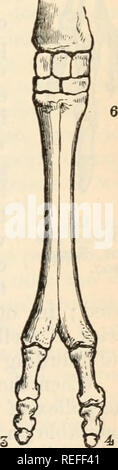 . L'anatomie comparée et de la physiologie. 1. 4 Fig. 152.-squelette de l'avant gauche d'un cochon d'un membre (A) ; ou Hyomoschus Deerlet africains (B) ; ou Tragulus Javan Deerlet (c) ; Roebuck (D) ; (E) Mouton chameau ; (F). (Après Garrod.). Veuillez noter que ces images sont extraites de la page numérisée des images qui peuvent avoir été retouchées numériquement pour plus de lisibilité - coloration et l'aspect de ces illustrations ne peut pas parfaitement ressembler à l'œuvre originale.. Bell, F. J. (Francis Jeffrey), 1855-1924. Londres, Cassell Banque D'Images