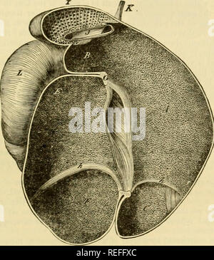 . L'anatomie comparée des animaux domestiques. Chevaux ; anatomie vétérinaire. L'ESTOMAC. Relations 465.-te forme externe de la panse d'être determineil, l'étude de ses relations devient facile. Par sa supériorité en aurfu'-e, il est en contact avec l'iiite&gt;tiniil fjwje son contraire ; masse repose sur l'ahdominal mur. Son bortlt gauche-r, supportinjx ilie sph-ue, touche le plus haut d'une partie de l'écheveau et le subliimbar région, à qui il udher.j. un tissu cellulaire par, ainsi que le voisinage de l'coeiiac tronc et la grande artère mésentérique ; le droit, de le chat par th Banque D'Images