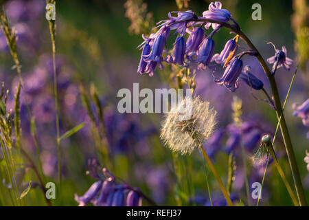 Dandelion Seedhead ; Taraxacum officinale ; avec Bluebells, Cornwall, UK Banque D'Images