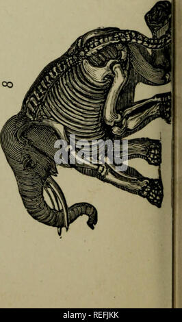 . L'anatomie comparative appliquée à l'application de l'artiste. L'anatomie, l'Anatomie Comparée ;, artistique. . Veuillez noter que ces images sont extraites de la page numérisée des images qui peuvent avoir été retouchées numériquement pour plus de lisibilité - coloration et l'aspect de ces illustrations ne peut pas parfaitement ressembler à l'œuvre originale.. Hawkins, B. Waterhouse (Benjamin Waterhouse), 1807-1889 ; Wallis, George, 1811-1891. Londres : Winsor &AMP ; Newton, Ltd. Banque D'Images