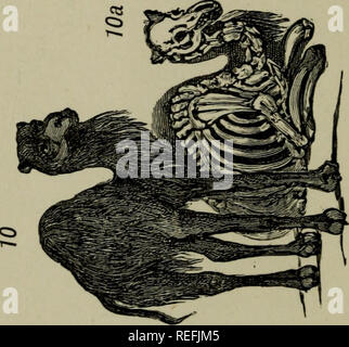 . L'anatomie comparative appliquée à l'application de l'artiste. L'anatomie, l'Anatomie Comparée ;, artistique. . Veuillez noter que ces images sont extraites de la page numérisée des images qui peuvent avoir été retouchées numériquement pour plus de lisibilité - coloration et l'aspect de ces illustrations ne peut pas parfaitement ressembler à l'œuvre originale.. Hawkins, B. Waterhouse (Benjamin Waterhouse), 1807-1889 ; Wallis, George, 1811-1891. Londres : Winsor &AMP ; Newton, Ltd. Banque D'Images